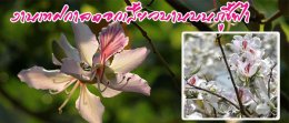 กุมภาพันธ์