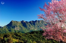 รวมสถานที่ชมดอกนางพญาเสือโคร่งเมืองไทย