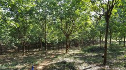 สาขา เพชรบูรณ์