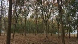 สาขา เพชรบูรณ์