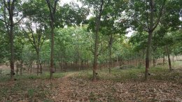 สาขา เพชรบูรณ์