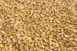 ็How good is Germinated GABA rice for brain?