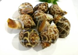 Clams