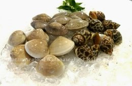 Clams