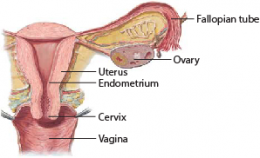 Endometrial Cancer 