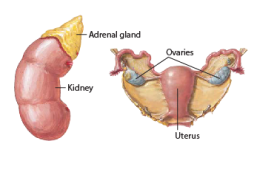 Hirsutism 
