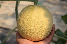 How to grow melons