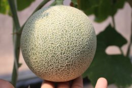 How to grow melons