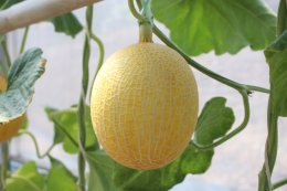 How to grow melons