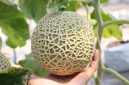 How to grow melons