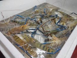 giant freshtwater prawn