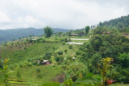 One Day Experience Trek Sanpatong (Mae Win area)