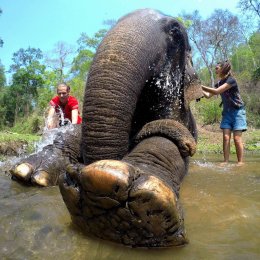 Full Day Visit to Elephant Natural Habitat