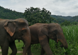 Full Day visit and Support at Eco Elephant Care
