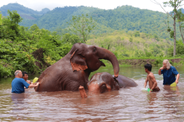 Half Day visit and Support at Eco Elephant Care