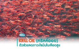 Krill Oil (คริลล์ออย) ตัวช่วยลดภาวะไขมันในเลือดสูง