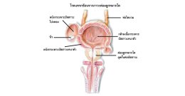 'Benign Prostate Hyperplasia', a male health problem that can be solved.