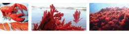 'Astaxanthin', the most powerful... anti-aging agent.