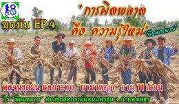พิสูจน์ขุดมันสำปะหลัง "ระบบผู้จัดการมัน"
