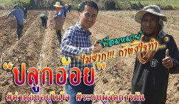 ปลูกอ้อย 1 ไร่ 30 ตัน