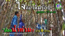 ปลูกอ้อย 1 ไร่ 30 ตัน