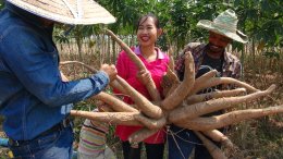 คำตอบอยู่ในใจ ขุดมัน 9 เดือน ระบบเทวดา ไร่ คุณไก่ จ.กำแพงเพชร