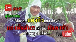 ปลูกมัน 1 ไร่ 30 ตันปี60/61