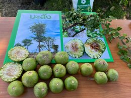 สถาบันวิจัยและพัฒนานำทีมหอมขจรฟาร์มเข้าร่วมจัดกิจกรรมกับโรงเรียนสาธิตละอออุทิศ