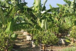 สถาบันวิจัยและพัฒนานำทีมหอมขจรฟาร์มเข้าร่วมจัดกิจกรรมกับโรงเรียนสาธิตละอออุทิศ