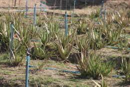 สถาบันวิจัยและพัฒนานำทีมหอมขจรฟาร์มเข้าร่วมจัดกิจกรรมกับโรงเรียนสาธิตละอออุทิศ