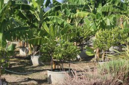 สถาบันวิจัยและพัฒนานำทีมหอมขจรฟาร์มเข้าร่วมจัดกิจกรรมกับโรงเรียนสาธิตละอออุทิศ