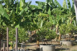 สถาบันวิจัยและพัฒนานำทีมหอมขจรฟาร์มเข้าร่วมจัดกิจกรรมกับโรงเรียนสาธิตละอออุทิศ