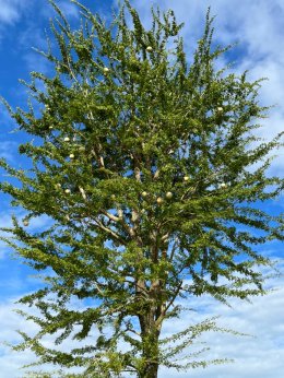 สถาบันวิจัยและพัฒนานำทีมหอมขจรฟาร์มเข้าร่วมจัดกิจกรรมกับโรงเรียนสาธิตละอออุทิศ