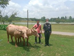 มูลนิธิพุทธภูมิธรรม ร่วมพลังบุญกับ กองทัพภาคที่1 ไถ่ชีวิตกระบือเผือก พลังบุญสิริมงคล