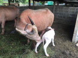 มูลนิธิพุทธภูมิธรรม ร่วมพลังบุญกับ กองทัพภาคที่1 ไถ่ชีวิตกระบือเผือก พลังบุญสิริมงคล