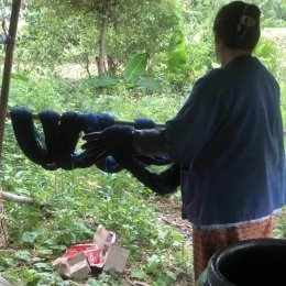 จากภูมิปัญญาท้องถิ่น สู่ผ้าครามร่วมสมัย ในสไตล์อิมปานิ