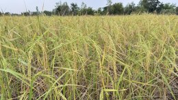 ข่าวประชาสัมพันธ์ สหกรณ์การเกษตรท่าบ่อ จำกัด ประจำปี 2568