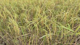 ข่าวประชาสัมพันธ์ สหกรณ์การเกษตรท่าบ่อ จำกัด ประจำปี 2568