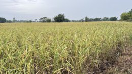 ข่าวประชาสัมพันธ์ สหกรณ์การเกษตรท่าบ่อ จำกัด ประจำปี 2568