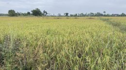 ข่าวประชาสัมพันธ์ สหกรณ์การเกษตรท่าบ่อ จำกัด ประจำปี 2568