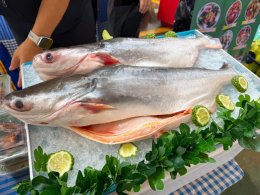 ข่าวประชาสัมพันธ์สหกรณ์การเกษตรท่าบ่อ จำกัด ประจำปี 2569