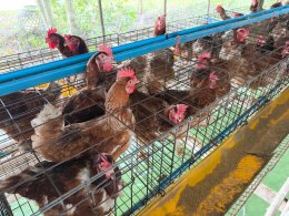 ข่าวประชาสัมพันธ์สหกรณ์การเกษตรท่าบ่อ จำกัด ประจำปี 2569