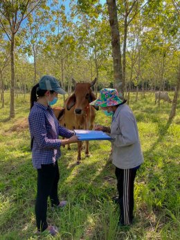 สหกรณ์การเกษตรท่าบ่อ จำกัด ลงพื้นที่ติดตามกำกับดูแลสมาชิกตามโครงการส่งเสริมสมาชิกเลี้ยงวัว/เลี้ยงควาย