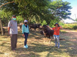 สหกรณ์การเกษตรท่าบ่อ จำกัด ลงพื้นที่ติดตามกำกับดูแลสมาชิกตามโครงการส่งเสริมสมาชิกเลี้ยงวัว/เลี้ยงควาย