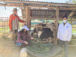 สหกรณ์การเกษตรท่าบ่อ จำกัด ลงพื้นที่กำกับดูแลสมาชิกตามโครงการส่งเสริมสมาชิกเลี้ยงวัว/เลี้ยงควาย