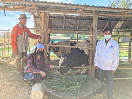 สหกรณ์การเกษตรท่าบ่อ จำกัด ลงพื้นที่กำกับดูแลสมาชิกตามโครงการส่งเสริมสมาชิกเลี้ยงวัว/เลี้ยงควาย