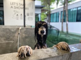 pet's ville DOG  SHOWER & DRY