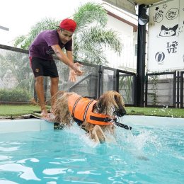 Dog pool & swimming