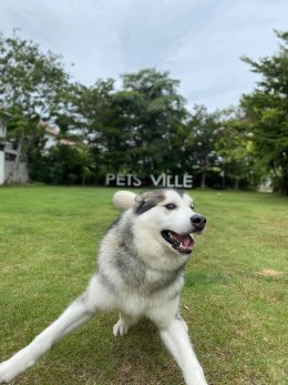 pet's ville park