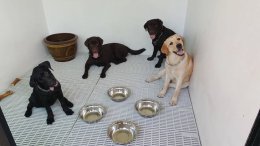 pet's ville dog hotel